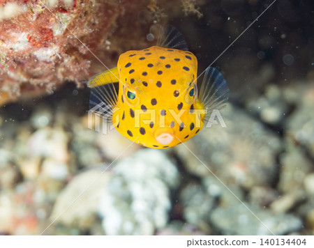 Cute juvenile Southern Boxfish. Hirizo Beach, Nakagi, Minamiizu Town, Shizuoka Prefecture, Izu Peninsula - 2025 One of Japan's top snorkeling spots Cute juvenile Southern Boxfish. Hirizo Beach, Nakagi, Minamiizu Town, Shizuoka Prefecture, Izu Peninsula - 2025 One of Japan's top snorkeling spots 140134404