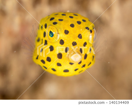 Cute juvenile Southern Boxfish. Hirizo Beach, Nakagi, Minamiizu Town, Shizuoka Prefecture, Izu Peninsula - 2025 One of Japan's top snorkeling spots Cute juvenile Southern Boxfish. Hirizo Beach, Nakagi, Minamiizu Town, Shizuoka Prefecture, Izu Peninsula - 2025 One of Japan's top snorkeling spots 140134409