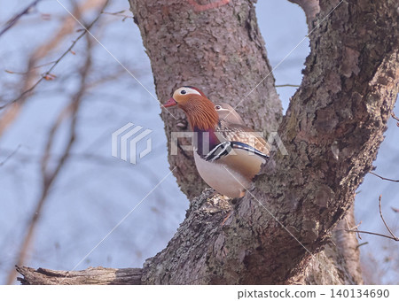 Mandarin ducks, pair, in a tree, ecology, two birds Mandarin ducks, pair, in a tree, ecology, two birds 140134690
