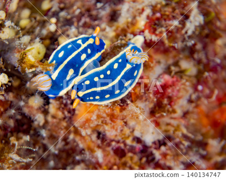 Beautiful blue sea slug. Hirizo Beach, Nakagi, Minamiizu Town, Shizuoka Prefecture, Izu Peninsula - 2025 One of Japan's top snorkeling spots Beautiful blue sea slug. Hirizo Beach, Nakagi, Minamiizu Town, Shizuoka Prefecture, Izu Peninsula - 2025 One of Japan's top snorkeling spots 140134747