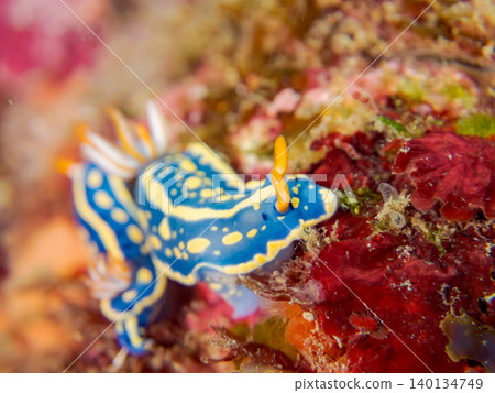 Beautiful blue sea slug. Hirizo Beach, Nakagi, Minamiizu Town, Shizuoka Prefecture, Izu Peninsula - 2025 One of Japan's top snorkeling spots Beautiful blue sea slug. Hirizo Beach, Nakagi, Minamiizu Town, Shizuoka Prefecture, Izu Peninsula - 2025 One of Japan's top snorkeling spots 140134749