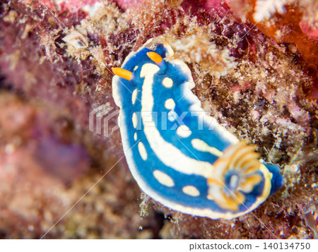 Beautiful blue sea slug. Hirizo Beach, Nakagi, Minamiizu Town, Shizuoka Prefecture, Izu Peninsula - 2025 One of Japan's top snorkeling spots Beautiful blue sea slug. Hirizo Beach, Nakagi, Minamiizu Town, Shizuoka Prefecture, Izu Peninsula - 2025 One of Japan's top snorkeling spots 140134750