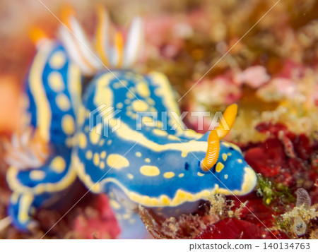 Beautiful blue sea slug. Hirizo Beach, Nakagi, Minamiizu Town, Shizuoka Prefecture, Izu Peninsula - 2025 One of Japan's top snorkeling spots Beautiful blue sea slug. Hirizo Beach, Nakagi, Minamiizu Town, Shizuoka Prefecture, Izu Peninsula - 2025 One of Japan's top snorkeling spots 140134763