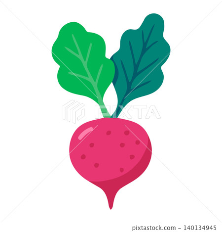 Beetroot vegetable in flat vector style for food illustration and packaging Beetroot vegetable in flat vector style for food illustration and packaging 140134945