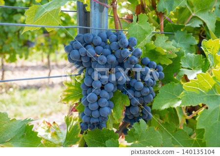 Bunche of black wine grapes in sunny weather on the vineyard. Summer harvest for nature background. Bunche of black wine grapes in sunny weather on the vineyard. Summer harvest for nature background. 140135104