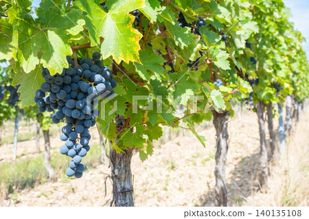 Bunche of black wine grapes in sunny weather on the vineyard. Summer harvest for nature background. Bunche of black wine grapes in sunny weather on the vineyard. Summer harvest for nature background. 140135108