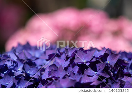 Hydrangeas blooming in early summer against a beautiful bokeh background. 140135235