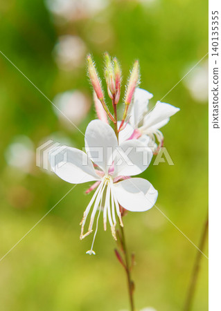 Goura花 Goura花 140135355