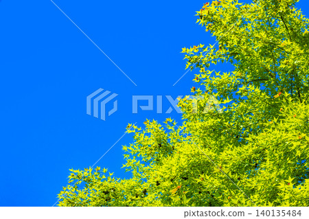 Fresh green tree and blue sky Fresh green tree and blue sky 140135484