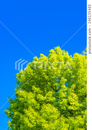 新鮮的綠色樹和藍天 新鮮的綠色樹和藍天 140135485