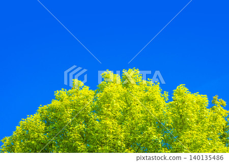 新鮮的綠色樹和藍天 新鮮的綠色樹和藍天 140135486