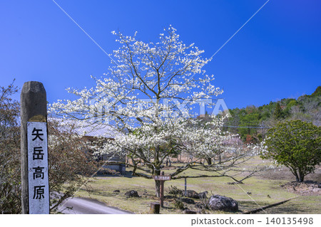 Magnolia blossoms in Yatake Plateau 140135498