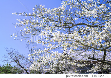 Magnolia blossoms in Yatake Plateau Magnolia blossoms in Yatake Plateau 140135499