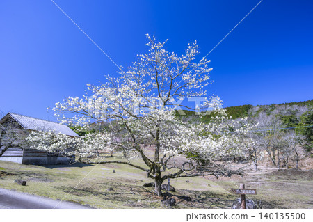 Magnolia blossoms in Yatake Plateau Magnolia blossoms in Yatake Plateau 140135500