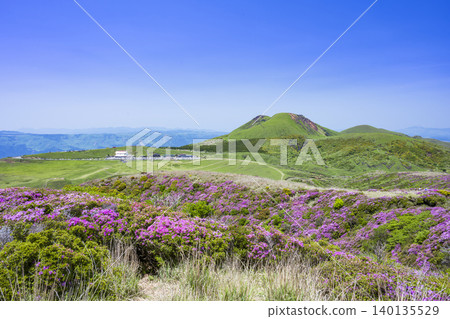 埃博希山,是杜鵑花(Rhododendron kiusianum)盛開的地方。 埃博希山,是杜鵑花(Rhododendron kiusianum)盛開的地方。 140135529