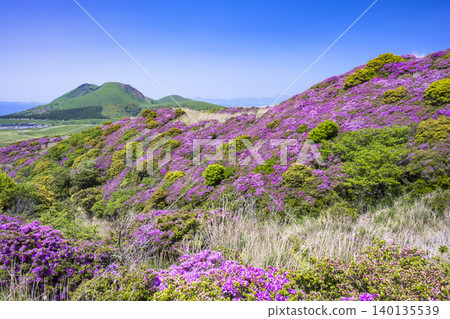 埃博希山,是杜鵑花(Rhododendron kiusianum)盛開的地方。 埃博希山,是杜鵑花(Rhododendron kiusianum)盛開的地方。 140135539