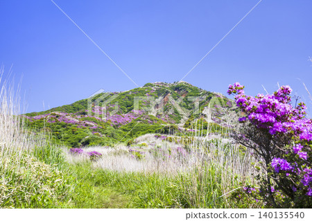 埃博希山,是杜鵑花(Rhododendron kiusianum)盛開的地方。 埃博希山,是杜鵑花(Rhododendron kiusianum)盛開的地方。 140135540