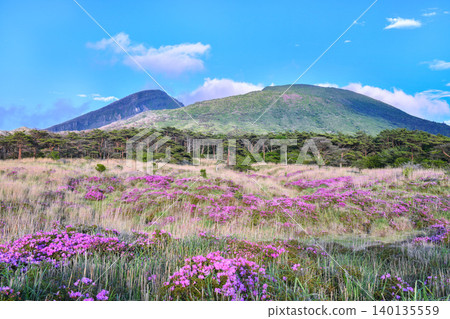 傍晚的海老野高原,宮山霧島杜鵑花盛開。 傍晚的海老野高原,宮山霧島杜鵑花盛開。 140135559