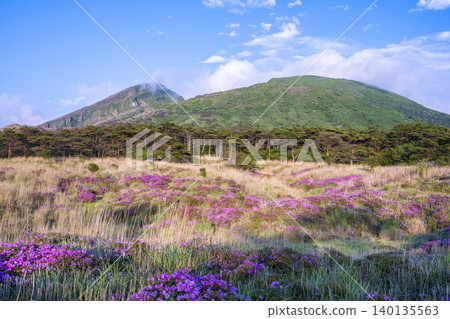 傍晚的海老野高原,宮山霧島杜鵑花盛開。 傍晚的海老野高原,宮山霧島杜鵑花盛開。 140135563