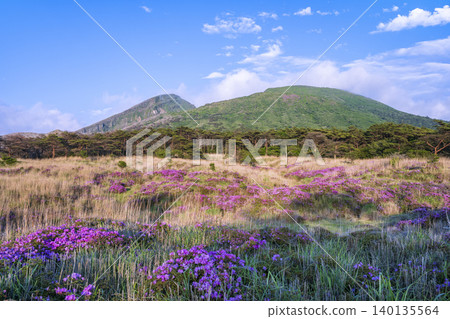 傍晚的海老野高原,宮山霧島杜鵑花盛開。 傍晚的海老野高原,宮山霧島杜鵑花盛開。 140135564