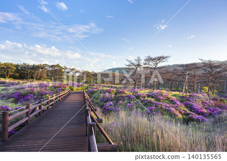 Ebino Plateau in the evening, with Miyama Kirishima azaleas in bloom. Ebino Plateau in the evening, with Miyama Kirishima azaleas in bloom. 140135565