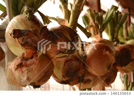 harvested onions harvested onions 140135653