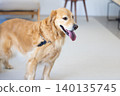Pet: A Golden Retriever relaxing in the living room. 140135745