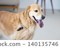 Pet: A Golden Retriever relaxing in the living room. 140135746