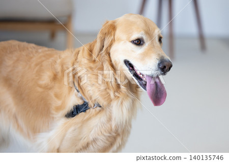 Pet: A Golden Retriever relaxing in the living room. Pet: A Golden Retriever relaxing in the living room. 140135746