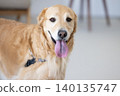 Pet: A Golden Retriever relaxing in the living room. 140135747