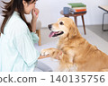 Pet training: A Golden Retriever receiving treats. 140135756