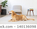Pet: A Golden Retriever relaxing in the living room. 140136098
