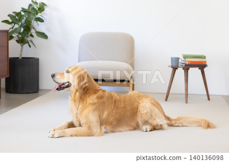Pet: A Golden Retriever relaxing in the living room. Pet: A Golden Retriever relaxing in the living room. 140136098