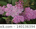 Many spirea flowers in bloom 140136394