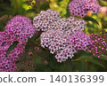 Colorful spirea flowers 140136399
