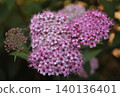 Pink spirea flowers 140136401