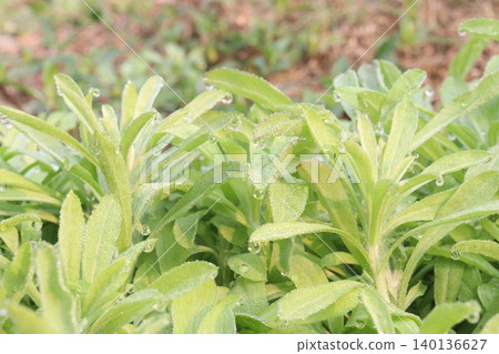 Stevia rebaudiana, candyleaf, sweet leaf, sugar leaf plant Stevia rebaudiana, candyleaf, sweet leaf, sugar leaf plant 140136627
