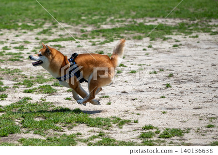 一隻會奔跑的柴犬 一隻會奔跑的柴犬 140136638
