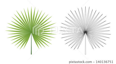 Tropical Fan Palm Leaves Tropical Fan Palm Leaves 140136751