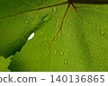 Rainy season; water droplets on grape leaves 140136865