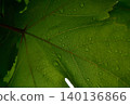 Rainy season; water droplets on grape leaves 140136866