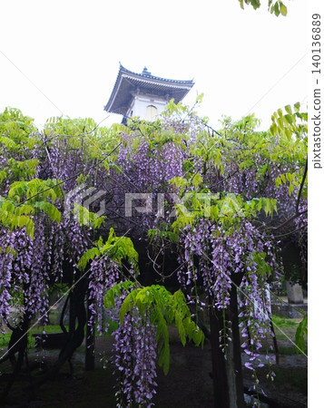 Wisteria at Takatoro, Kotohira (Kotohira-cho, Nakatado-gun, Kagawa Prefecture) 2 Wisteria at Takatoro, Kotohira (Kotohira-cho, Nakatado-gun, Kagawa Prefecture) 2 140136889