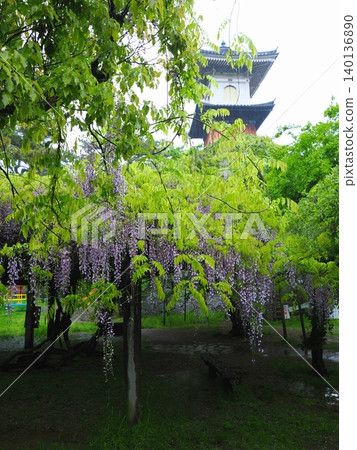 Wisteria at Takatoro, Kotohira (Kotohira-cho, Nakatado-gun, Kagawa Prefecture) 3 Wisteria at Takatoro, Kotohira (Kotohira-cho, Nakatado-gun, Kagawa Prefecture) 3 140136890