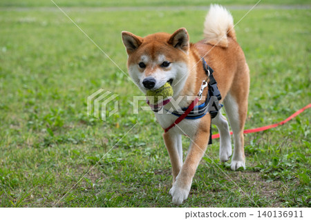 Shiba Inu打球 Shiba Inu打球 140136911