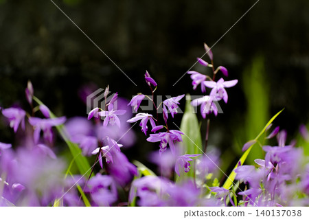Spring sunshine and the flowers of the Bletilla striata. Spring sunshine and the flowers of the Bletilla striata. 140137038