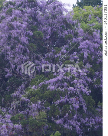 Mountain Wisteria / Mannō Waterfall Wisteria (Mannō Town, Nakatado District, Kagawa Prefecture) Mountain Wisteria / Mannō Waterfall Wisteria (Mannō Town, Nakatado District, Kagawa Prefecture) 140137081