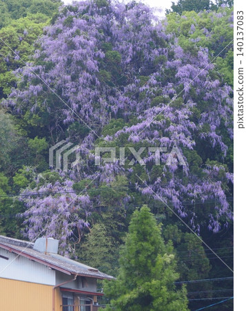 Yamato Fuji/Manno Waterfall Fuji (Manno Town, Nakatado District, Kagawa Prefecture) 3 Yamato Fuji/Manno Waterfall Fuji (Manno Town, Nakatado District, Kagawa Prefecture) 3 140137083