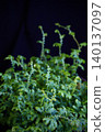 Rainbow Fan Plants against a Black Background 140137097