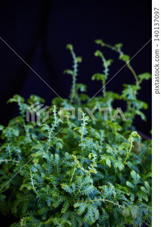 黑色背景上的彩虹扇形植物 140137097