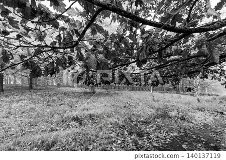 Oak branches over autumn meadow Oak branches over autumn meadow 140137119